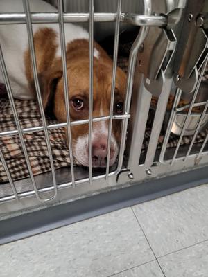Found, Hound, adult, available for adoption