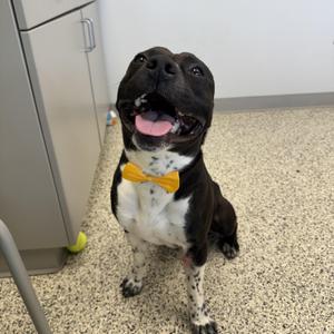 Willy, Pit Bull Terrier, young, available for adoption