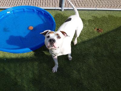 FOUND, Pit Bull Terrier, adult, available for adoption
