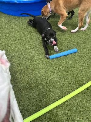 Two dogs playing on artificial grass with a blue toy