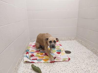 A dog sitting on a colorful blanket in a tiled room.