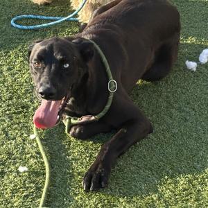 A black dog lying on green artificial grass, wearing a green harness and a blue leash. The dog has its tongue out and is looking towards the camera.