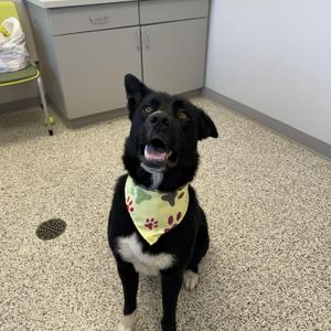 Wyatt, Shepherd / Labrador Retriever, young, available for adoption