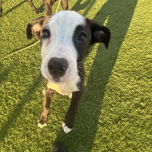 Porsche, Pit Bull Terrier / Hound, puppy, available for adoption