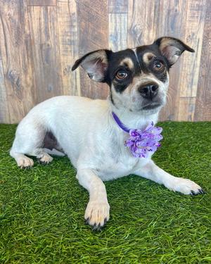 GG, Chihuahua, adult, available for adoption