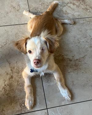 Noli, Chihuahua / Spaniel, puppy, available for adoption