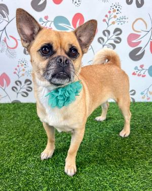 Lola, Pug / Chihuahua, adult, available for adoption
