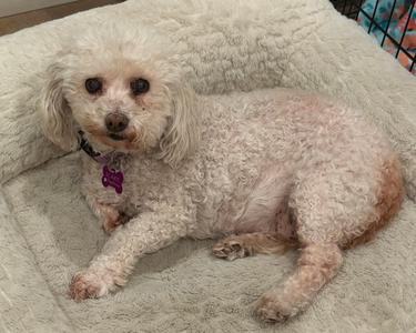 A small, fluffy white dog with curly fur lying on a soft, beige blanket. The dog is wearing a purple collar with a tag and has a calm expression. The background includes a wire crate and a patterned blanket.
