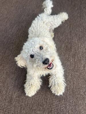 A fluffy white dog lying on a brown carpet, looking up with its mouth open and tongue out.