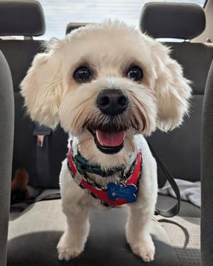 Banner, Poodle (Miniature) / Maltese, adult, available for adoption