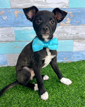 Kip, Chihuahua / Terrier, puppy, available for adoption