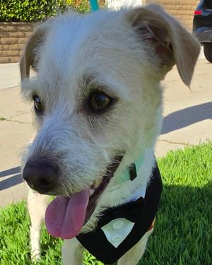 Otis, Terrier, young, available for adoption