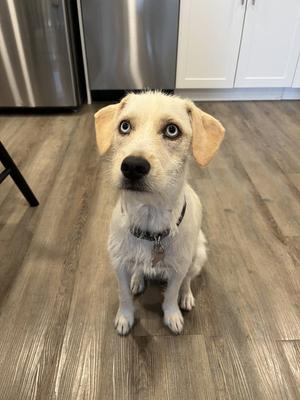 A white dog with floppy ears sitting on a wooden floor, looking up at the camera.