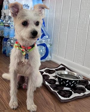 Gravy, Terrier, adult, available for adoption
