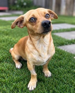 Canelo, Chihuahua / Dachshund, adult, available for adoption