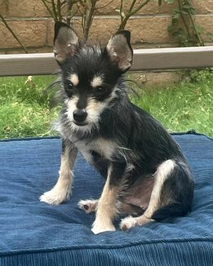 Blackberry, Schnauzer / Chihuahua, puppy, available for adoption