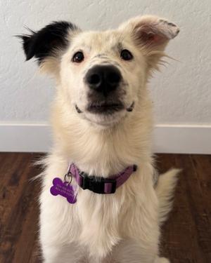 Dolly, Australian Shepherd, young, available for adoption
