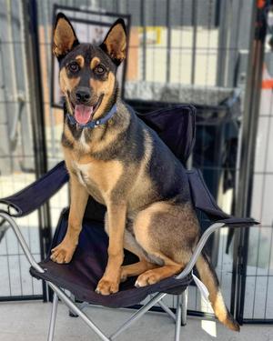Harry, Husky / German Shepherd Dog, young, available for adoption