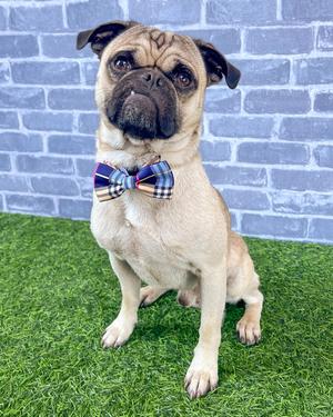 Buddy, Pug, young, available for adoption