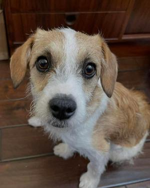 Maple, Terrier, puppy, available for adoption