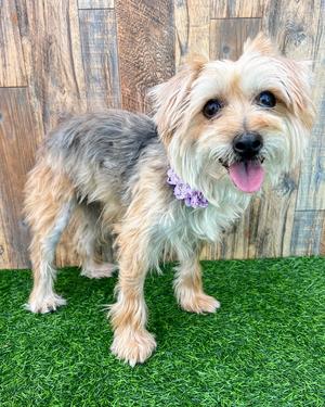 Annie, Terrier, young, available for adoption