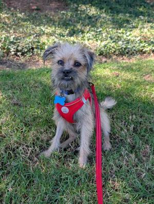 A small dog wearing a red harness and leash, sitting on grass.