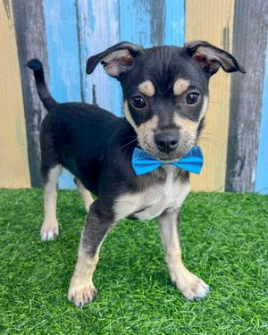 Odie, Chihuahua, puppy, available for adoption