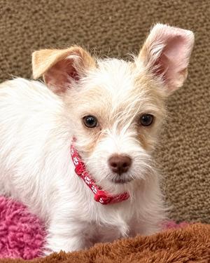 Ace, Miniature Schnauzer / Chihuahua, puppy, available for adoption