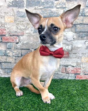 Kevin, Pug / Chihuahua, young, available for adoption
