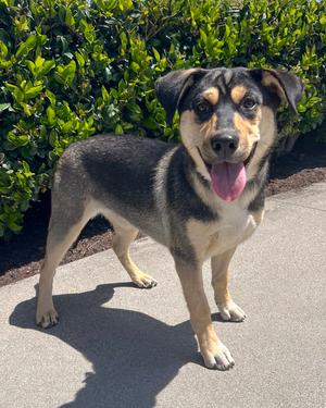 Bellatrix, Husky / German Shepherd Dog, young, available for adoption