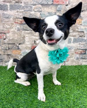 Evie, Rat Terrier, adult, available for adoption