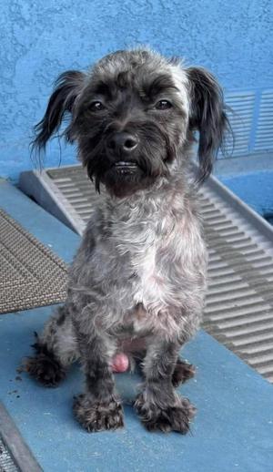 Oreo, Maltese, young, available for adoption