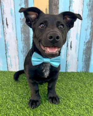 Keith, Shepherd / Terrier, puppy, available for adoption