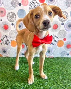 Max, Chihuahua, puppy, available for adoption