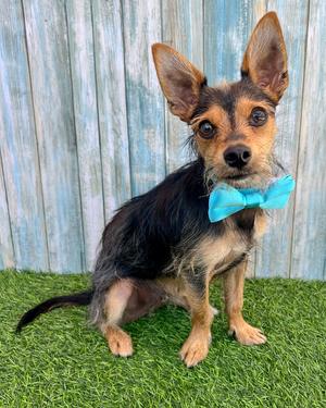 Moose, Yorkshire Terrier Yorkie / Chihuahua, young, available for adoption