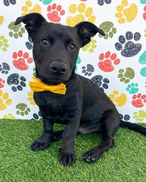 Joey, Terrier / Shepherd, puppy, available for adoption