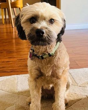 Kenya, Shih Tzu, adult, available for adoption