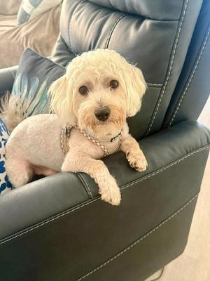 Joseph, Poodle (Miniature) / Maltese, adult, available for adoption