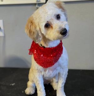 Capri, Maltese / Poodle (Miniature), adult, available for adoption