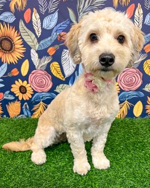 Capri, Maltese / Poodle (Miniature), adult, available for adoption