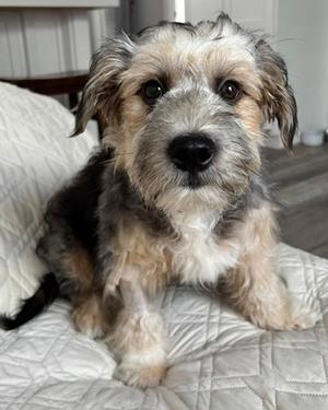 Benji, Terrier, puppy, available for adoption