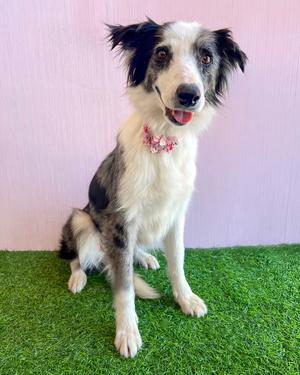 Kia, Border Collie, adult, available for adoption