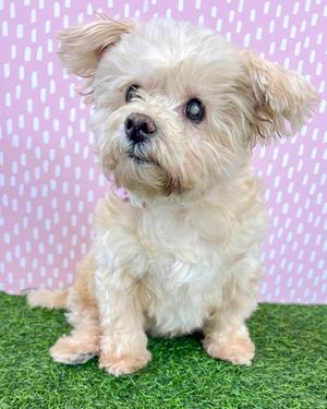 Betty, Maltese, senior, available for adoption