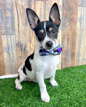 Chip, Chihuahua, puppy, available for adoption