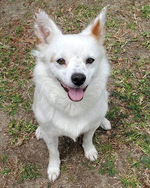 Miles, Cattle Dog / Spaniel, adult, available for adoption