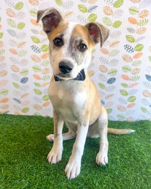 Benjamin, Terrier, puppy, available for adoption
