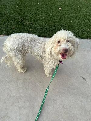 Maggie, Poodle (Miniature), adult, available for adoption