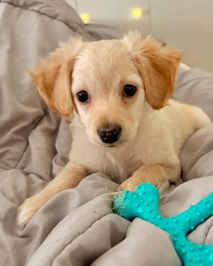 Kai, Maltese / Terrier, puppy, available for adoption