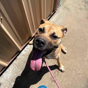 TIlly (Ginny), Great Dane, young, available for adoption