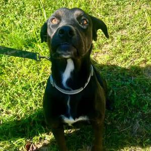 Libra, Pinscher, Doberman, young, available for adoption